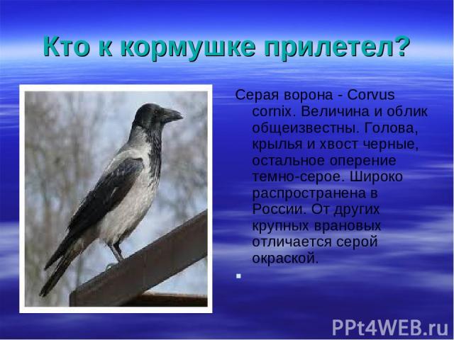 Кто к кормушке прилетел? Серая ворона - Corvus cornix. Величина и облик общеизвестны. Голова, крылья и хвост черные, остальное оперение темно-серое. Широко распространена в России. От других крупных врановых отличается серой окраской.
