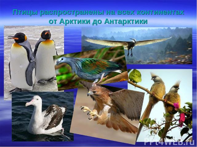 Птицы распространены на всех континентах от Арктики до Антарктики