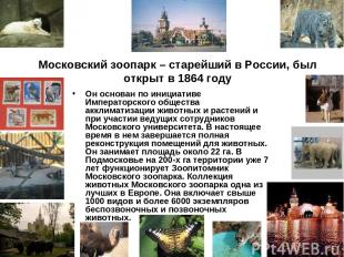 Московский зоопарк – старейший в России, был открыт в 1864 году Он основан по ин