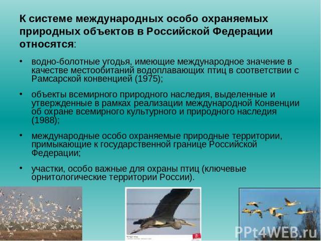 К системе международных особо охраняемых природных объектов в Российской Федерации относятся: водно-болотные угодья, имеющие международное значение в качестве местообитаний водоплавающих птиц в соответствии с Рамсарской конвенцией (1975); объекты вс…
