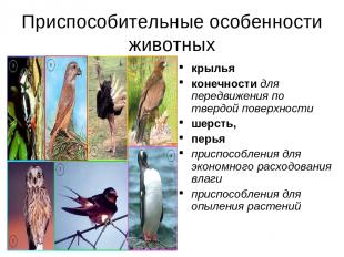 Приспособительные особенности животных крылья конечности для передвижения по тве