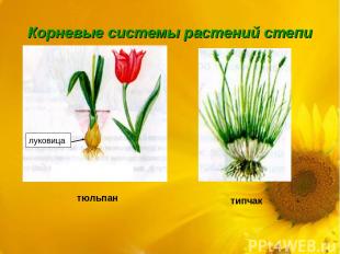 Корневые системы растений степи луковица тюльпан типчак