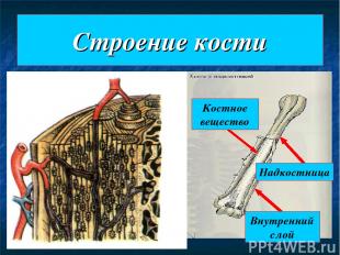 Строение кости Надкостница Костное вещество Внутренний слой