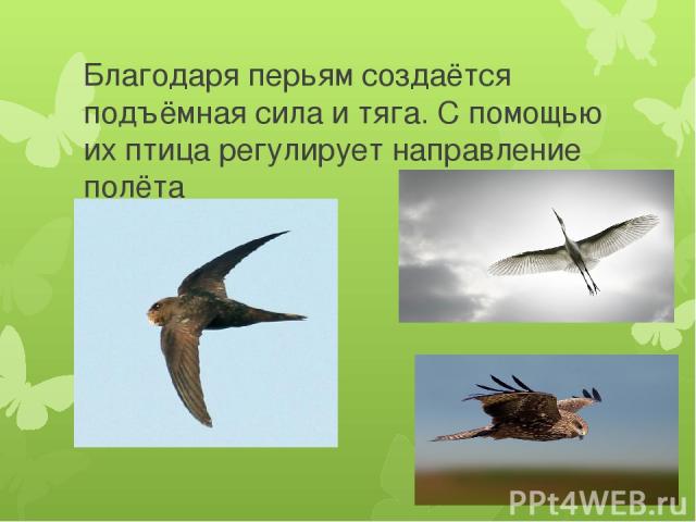 Благодаря перьям создаётся подъёмная сила и тяга. С помощью их птица регулирует направление полёта