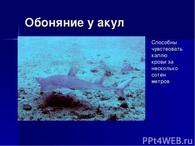 Обоняние у акул Способны чувствовать каплю крови за несколько сотен метров
