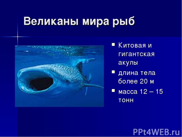 Великаны мира рыб Китовая и гигантская акулы длина тела более 20 м масса 12 – 15 тонн