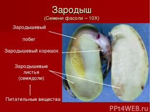 Питательные вещества Зародышевые листья (семядоли) Зародышевый корешок Зародышев