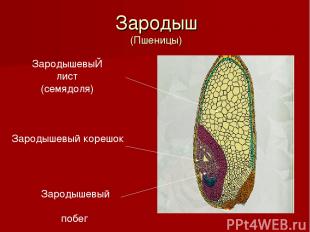 ЗародышевыЙ лист (семядоля) Зародышевый корешок Зародышевый побег Зародыш (Пшени