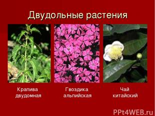 Двудольные растения Крапива двудомная Гвоздика альпийская Чай китайский