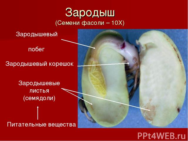 Питательные вещества Зародышевые листья (семядоли) Зародышевый корешок Зародышевый побег Зародыш (Семени фасоли – 10Х)