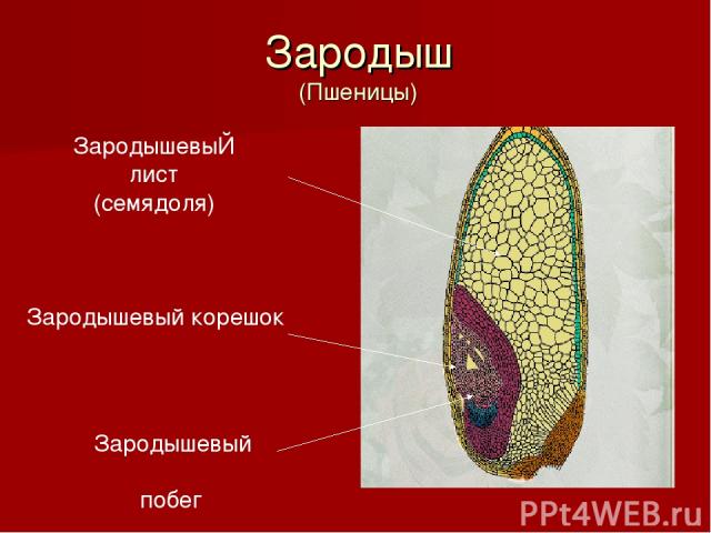ЗародышевыЙ лист (семядоля) Зародышевый корешок Зародышевый побег Зародыш (Пшеницы)