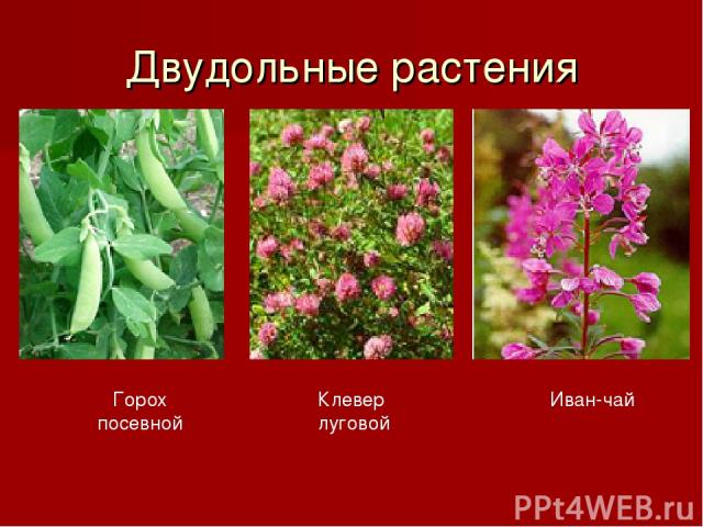 Двудольные растения Горох посевной Клевер луговой Иван-чай