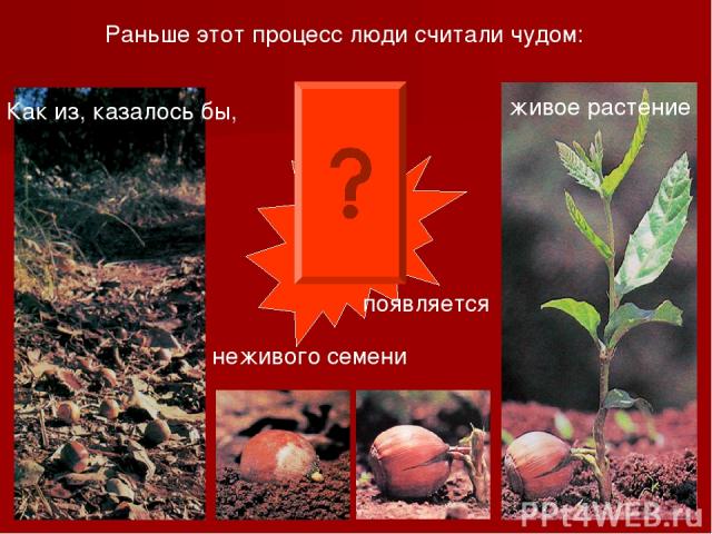 Раньше этот процесс люди считали чудом: Как из, казалось бы, неживого семени появляется живое растение