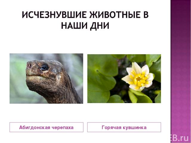Абигдонская черепаха Горячая кувшинка