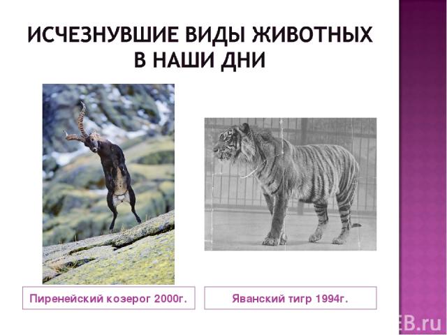 Пиренейский козерог 2000г. Яванский тигр 1994г.