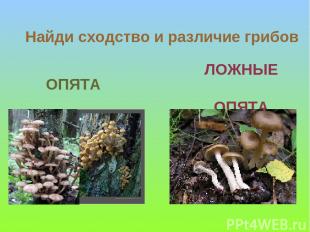 ЛОЖНЫЕ ОПЯТА ОПЯТА Найди сходство и различие грибов