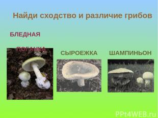 БЛЕДНАЯ ПОГАНКА СЫРОЕЖКА ШАМПИНЬОН Найди сходство и различие грибов