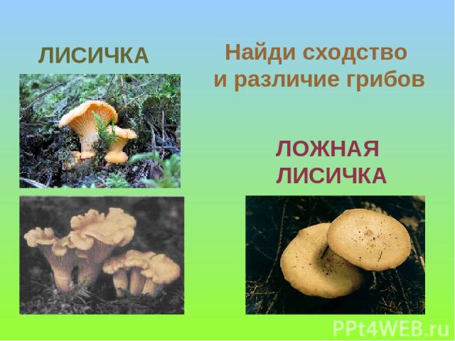 ЛОЖНАЯ ЛИСИЧКА ЛИСИЧКА Найди сходство и различие грибов