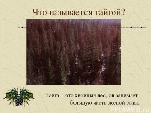 Что называется тайгой? Тайга – это хвойный лес, он занимает большую часть лесной