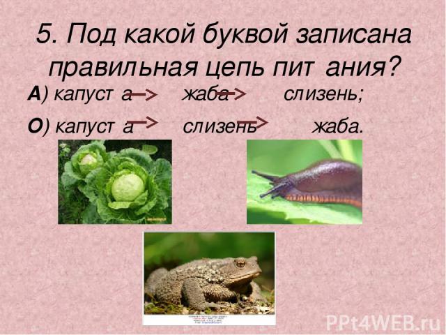 5. Под какой буквой записана правильная цепь питания? А) капуста жаба слизень; О) капуста слизень жаба.