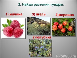 2. Найди растения тундры. 1) малина 3) ягель 2)голубика 4)морошка
