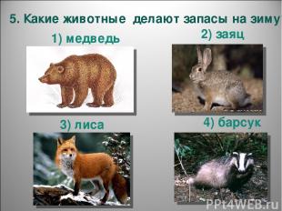 5. Какие животные делают запасы на зиму? 1) медведь 4) барсук 3) лиса 2) заяц