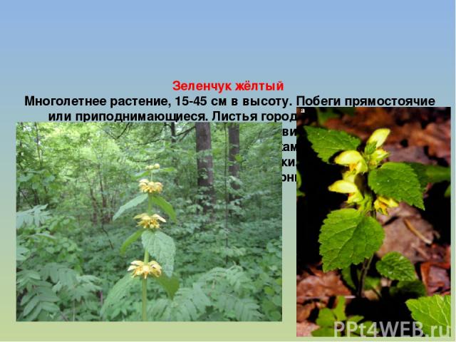 Зеленчук жёлтый Многолетнее растение, 15-45 см в высоту. Побеги прямостоячие или приподнимающиеся. Листья городчатые; нижние – с длинными черешками, тупые, сердцевидно – яйцевидные, верхние – с более короткими черешками, острые. Цветки жёлтые, на ни…