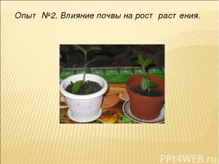 Опыт №2. Влияние почвы на рост растения.