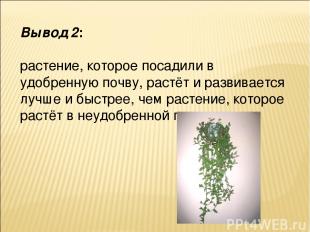 Вывод 2: растение, которое посадили в удобренную почву, растёт и развивается луч