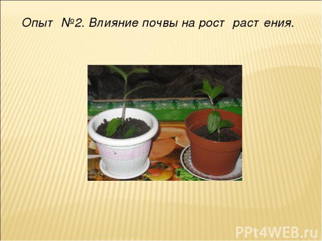 Опыт №2. Влияние почвы на рост растения.