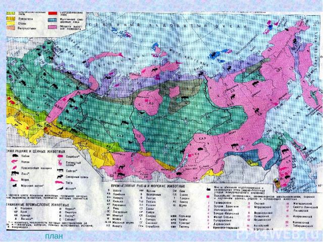 Работа с картой Найдите остров Новая Земля. Южнее ледяной зоны вдоль берегов северных морей протянулась зона тундры. план