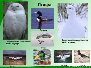 Птицы Полярная сова – постоянно живёт в тундре Белая куропатка круглый год живёт