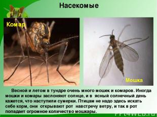 Насекомые Комар Мошка Весной и летом в тундре очень много мошек и комаров. Иногд