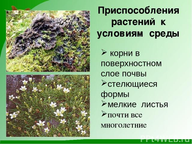 Приспособления растений к условиям среды корни в поверхностном слое почвы стелющиеся формы мелкие листья почти все многолетние