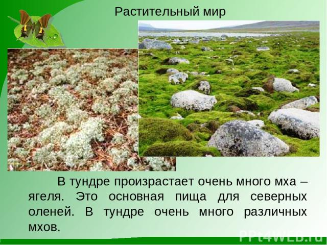 Растительный мир В тундре произрастает очень много мха – ягеля. Это основная пища для северных оленей. В тундре очень много различных мхов.