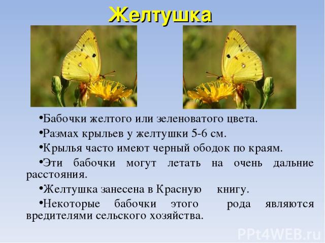 Желтушка Бабочки желтого или зеленоватого цвета. Размах крыльев у желтушки 5-6 см. Крылья часто имеют черный ободок по краям. Эти бабочки могут летать на очень дальние расстояния. Желтушка занесена в Красную книгу. Некоторые бабочки этого рода являю…