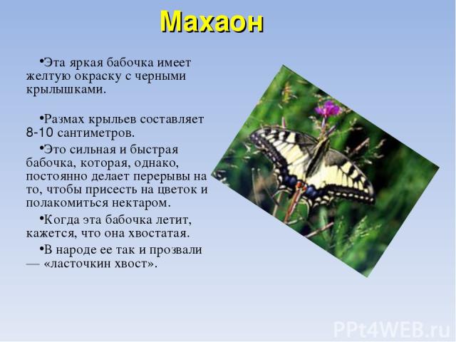 Махаон Эта яркая бабочка имеет желтую окраску с черными крылышками. Размах крыльев составляет 8-10 сантиметров. Это сильная и быстрая бабочка, которая, однако, постоянно делает перерывы на то, чтобы присесть на цветок и полакомиться нектаром. Когда …
