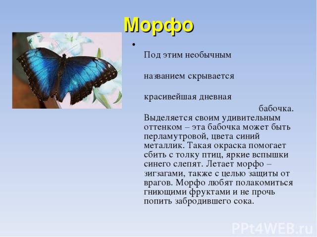 Морфо Под этим необычным названием скрывается красивейшая дневная бабочка. Выделяется своим удивительным оттенком – эта бабочка может быть перламутровой, цвета синий металлик. Такая окраска помогает сбить с толку птиц, яркие вспышки синего слепят. Л…