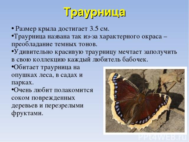 Траурница Размер крыла достигает 3.5 см. Траурница названа так из-за характерного окраса – преобладание темных тонов. Удивительно красивую траурницу мечтает заполучить в свою коллекцию каждый любитель бабочек. Обитает траурница на опушках леса, в са…