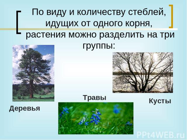 По виду и количеству стеблей, идущих от одного корня, растения можно разделить на три группы: Травы Деревья Кусты