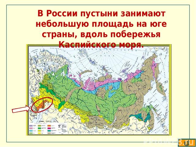 В России пустыни занимают небольшую площадь на юге страны, вдоль побережья Каспийского моря.