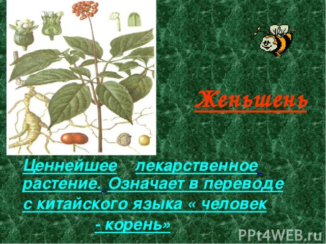 Женьшень Ценнейшее лекарственное растение. Означает в переводе с китайского языка « человек - корень»