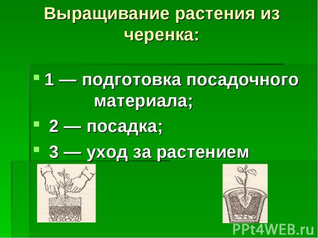 Выращивание растения из черенка: 1 — подготовка посадочного материала; 2 — посадка; 3 — уход за растением