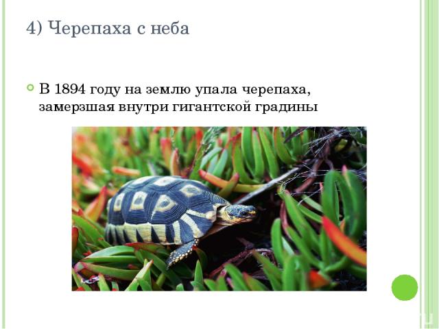 4) Черепаха с неба В 1894 году на землю упала черепаха, замерзшая внутри гигантской градины