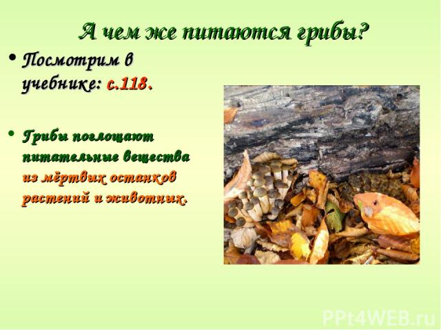 А чем же питаются грибы? Посмотрим в учебнике: с.118. Грибы поглощают питательные вещества из мёртвых останков растений и животных.