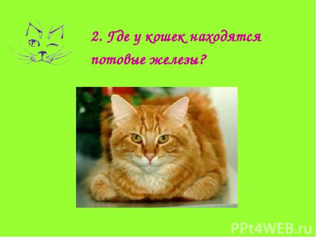 2. Где у кошек находятся потовые железы?