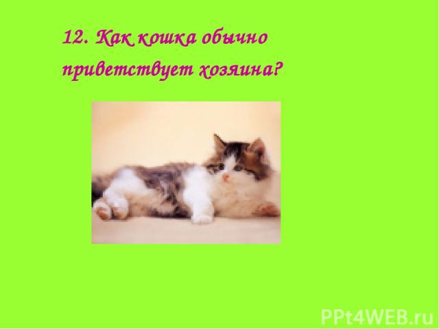 12. Как кошка обычно приветствует хозяина?