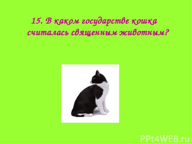 15. В каком государстве кошка считалась священным животным?