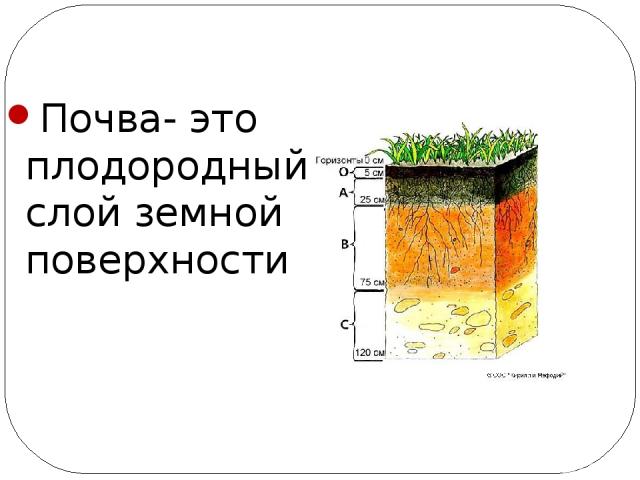 Почва- это плодородный слой земной поверхности