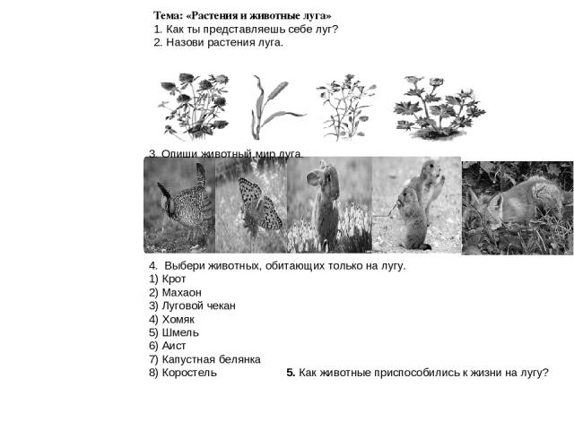 Тест по биологии природные сообщества 7 класс. Задания луговые травы и цветы. Природные сообщества задания. Природное сообщество луг задания. Животные Луга задания.